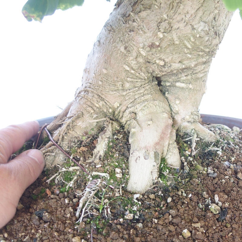 Bonsai im Freien - Jinan biloba - Ginkgo biloba