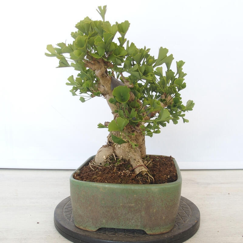 Bonsai im Freien - Jinan biloba - Ginkgo biloba