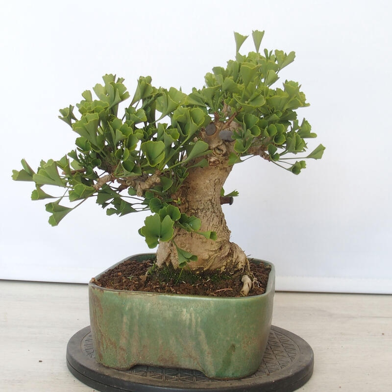 Bonsai im Freien - Jinan biloba - Ginkgo biloba