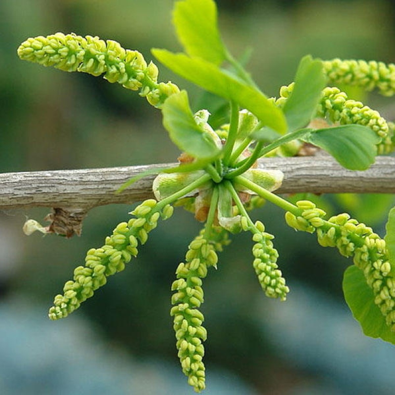 Bonsai im Freien - Ginkgo biloba