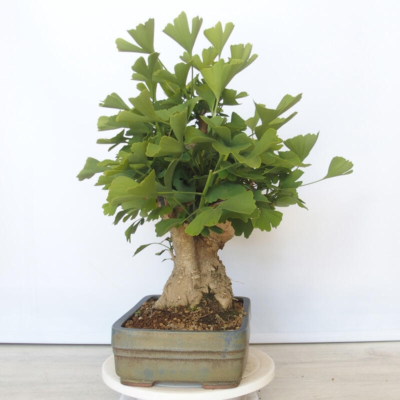 Bonsai im Freien - Jinan biloba - Ginkgo biloba