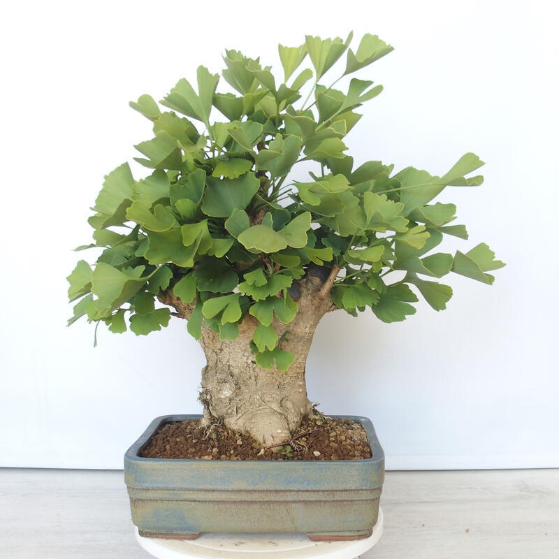Bonsai im Freien - Jinan biloba - Ginkgo biloba