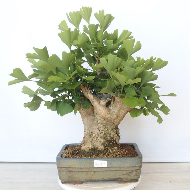 Bonsai im Freien - Jinan biloba - Ginkgo biloba