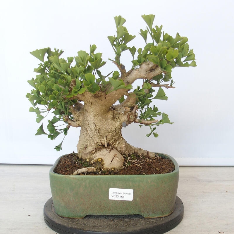Bonsai im Freien - Jinan biloba - Ginkgo biloba