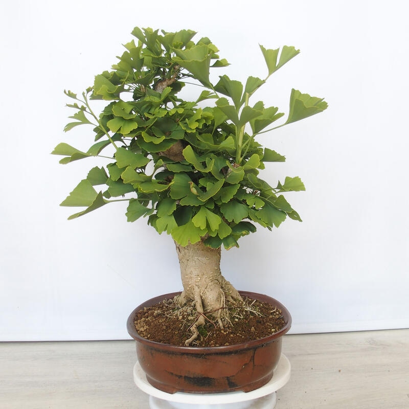 Bonsai im Freien - Jinan biloba - Ginkgo biloba