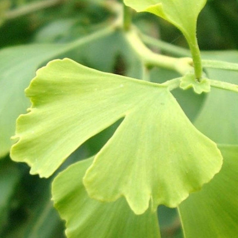 Bonsai im Freien - Ginkgo biloba
