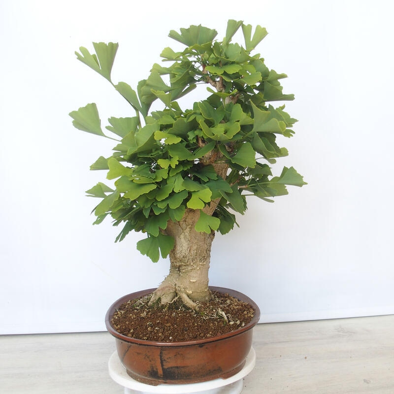 Bonsai im Freien - Jinan biloba - Ginkgo biloba