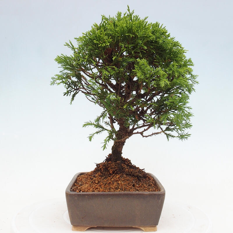 Outdoor bonsai - Juniperus chinensis Itoigawa - Chinese juniper