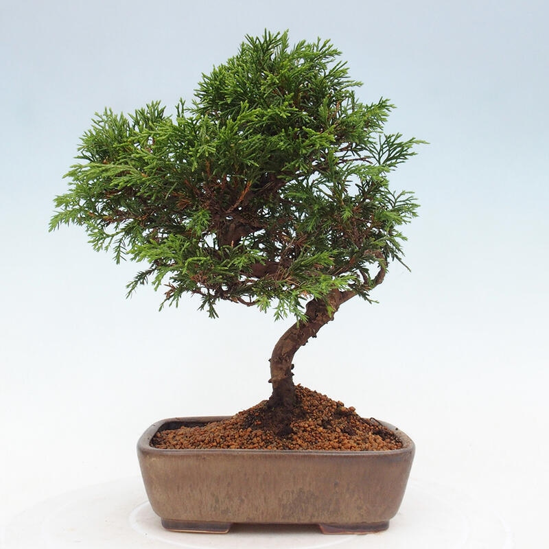 Outdoor bonsai - Juniperus chinensis Itoigawa - Chinese juniper