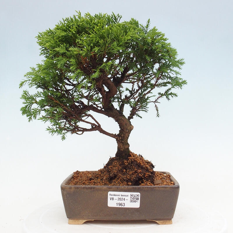 Outdoor bonsai - Juniperus chinensis Itoigawa - Chinese juniper