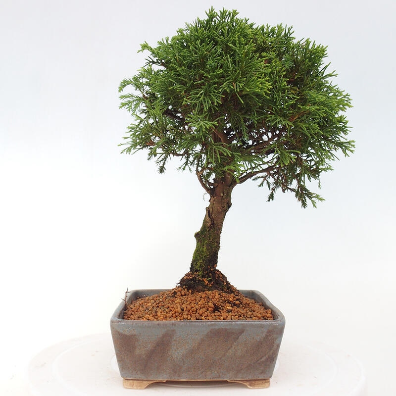 Outdoor bonsai - Juniperus chinensis Itoigawa - Chinese juniper