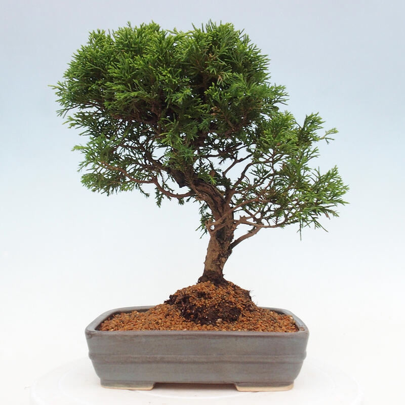 Outdoor bonsai - Juniperus chinensis Itoigawa - Chinese juniper