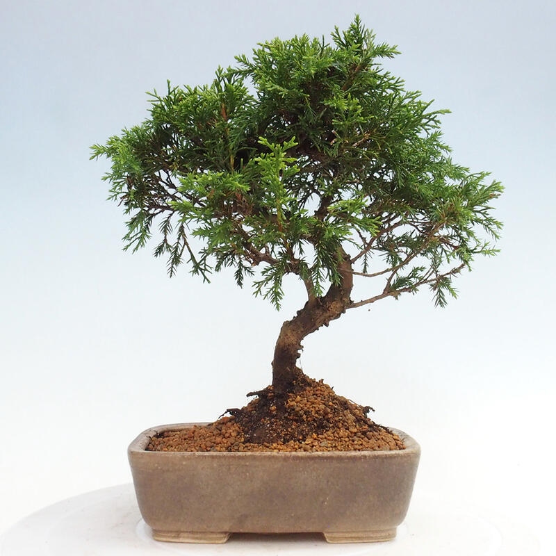 Outdoor bonsai - Juniperus chinensis Itoigawa - Chinese juniper