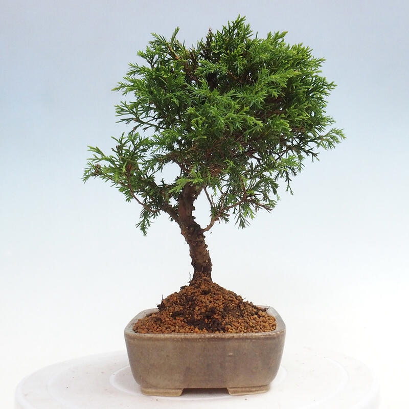 Outdoor bonsai - Juniperus chinensis Itoigawa - Chinese juniper