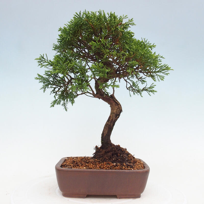 Outdoor bonsai - Juniperus chinensis Itoigawa - Chinese juniper