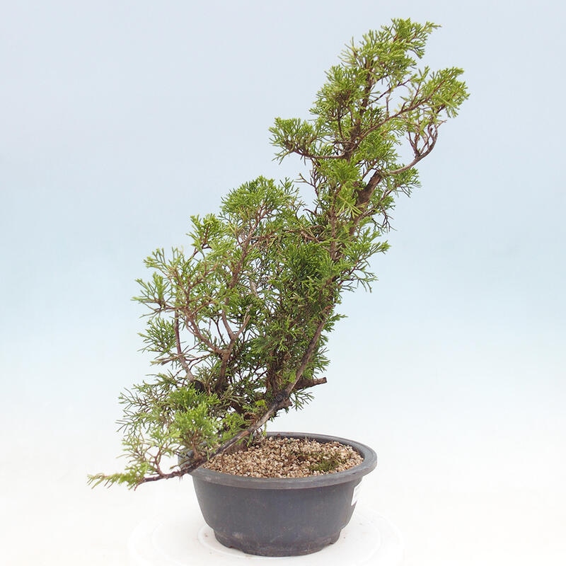 Outdoor bonsai - Juniperus chinensis Itoigawa - Chinese juniper