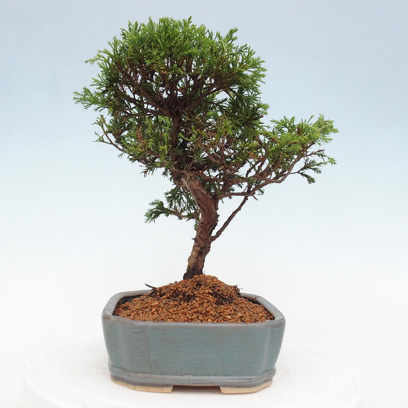 Outdoor bonsai - Juniperus chinensis Itoigawa - Chinese juniper