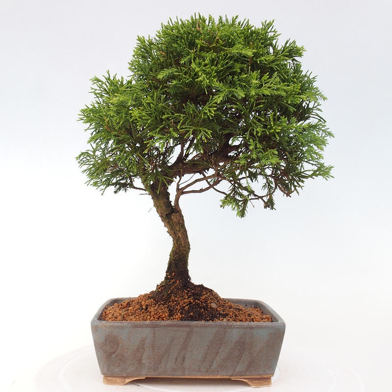 Outdoor bonsai - Juniperus chinensis Itoigawa - Chinese juniper