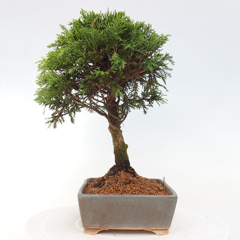 Outdoor bonsai - Juniperus chinensis Itoigawa - Chinese juniper
