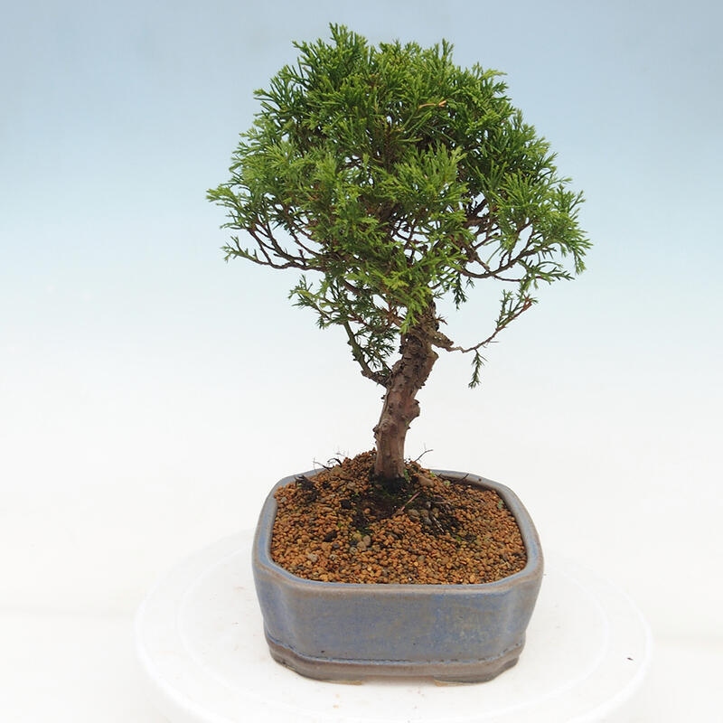 Outdoor bonsai - Juniperus chinensis Itoigawa - Chinese juniper