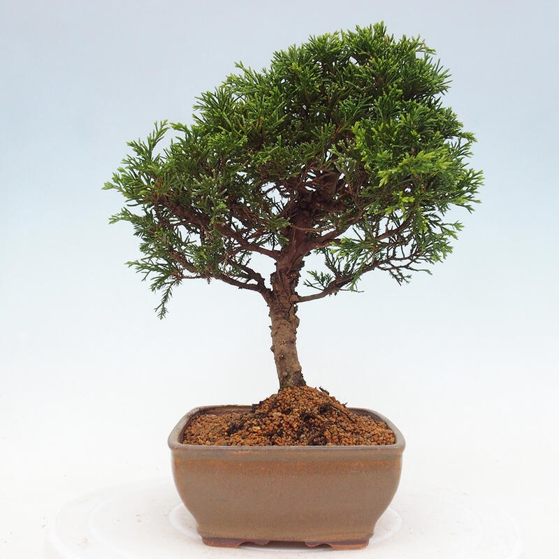 Outdoor bonsai - Juniperus chinensis Itoigawa - Chinese juniper