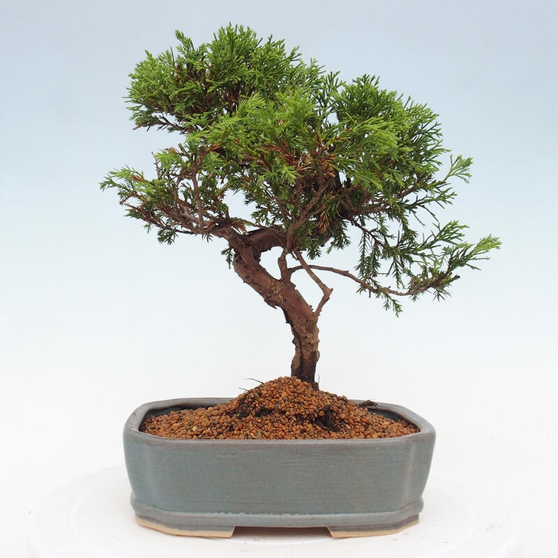 Outdoor bonsai - Juniperus chinensis Itoigawa - Chinese juniper