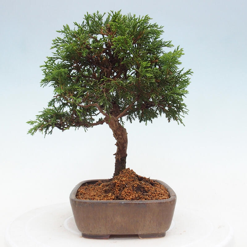Outdoor bonsai - Juniperus chinensis Itoigawa - Chinese juniper