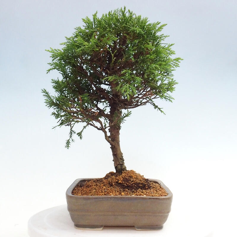 Outdoor bonsai - Juniperus chinensis Itoigawa - Chinese juniper