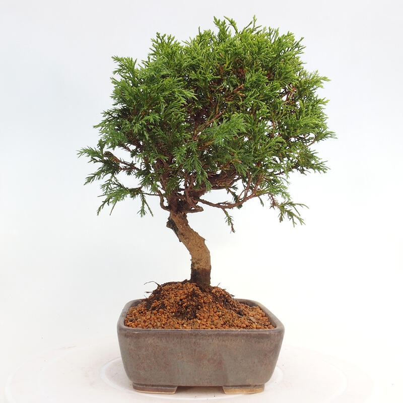 Outdoor bonsai - Juniperus chinensis Itoigawa - Chinese juniper