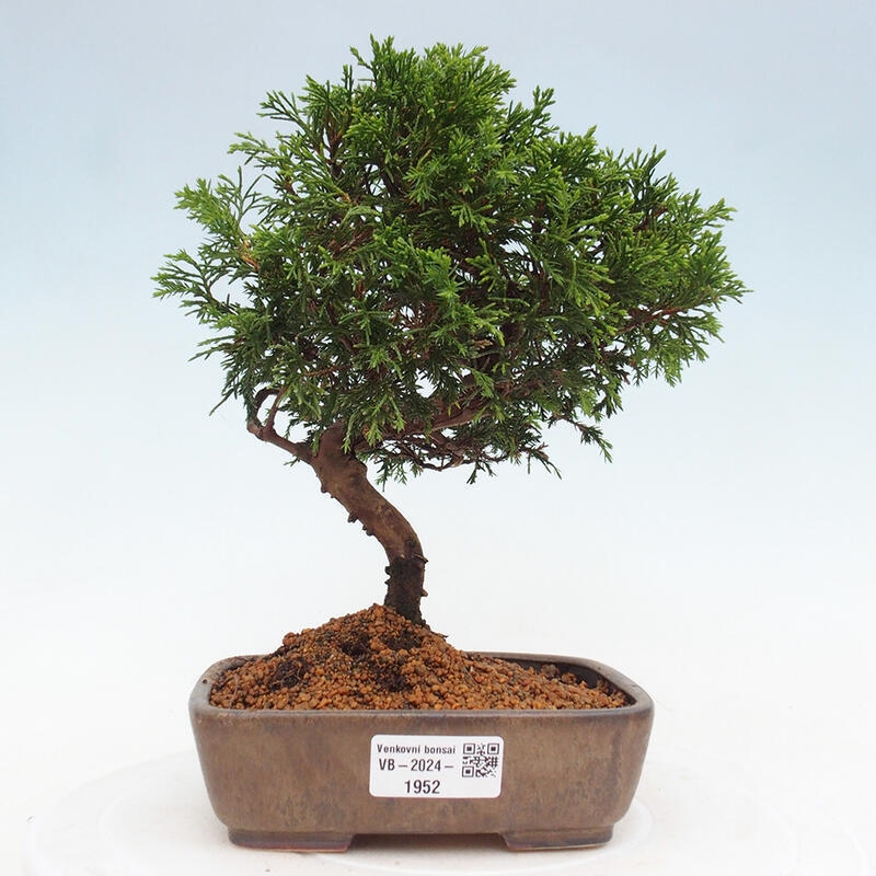 Outdoor bonsai - Juniperus chinensis Itoigawa - Chinese juniper