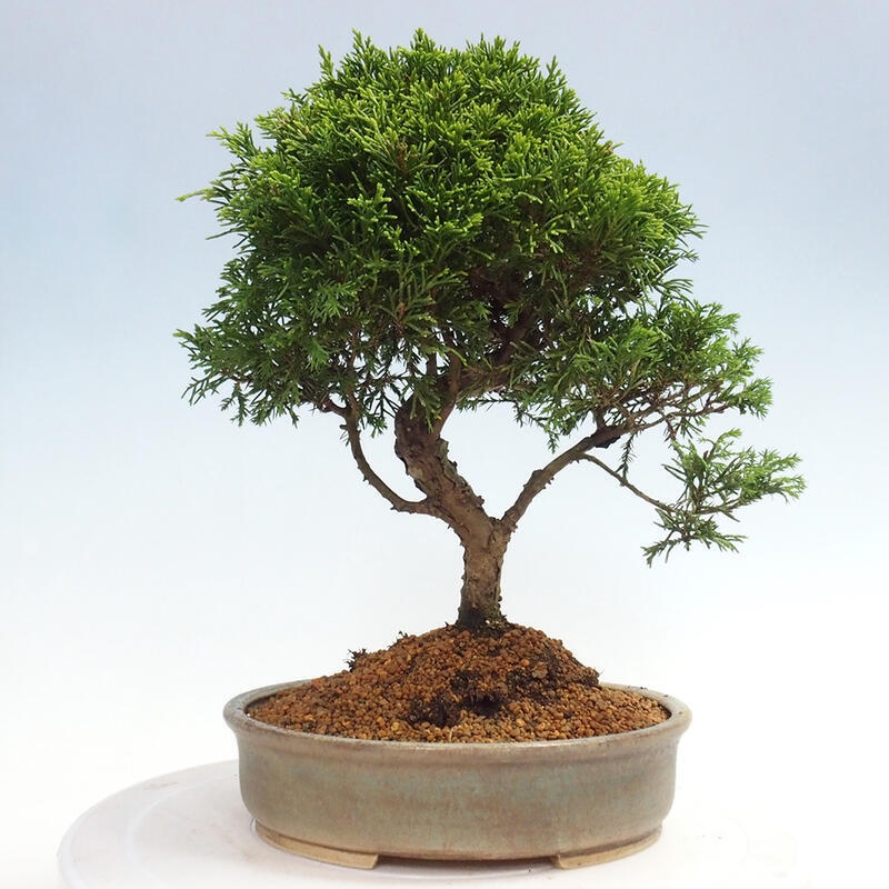 Outdoor bonsai - Juniperus chinensis Itoigawa - Chinese juniper