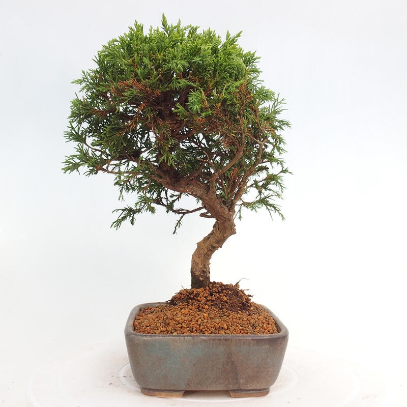 Outdoor bonsai - Juniperus chinensis Itoigawa - Chinese juniper