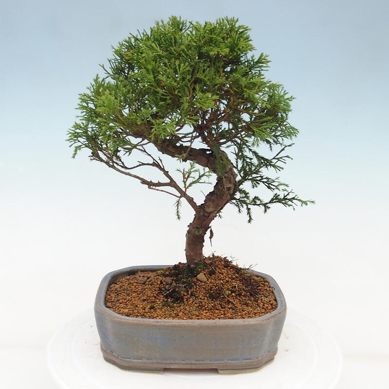 Outdoor bonsai - Juniperus chinensis Itoigawa - Chinese juniper
