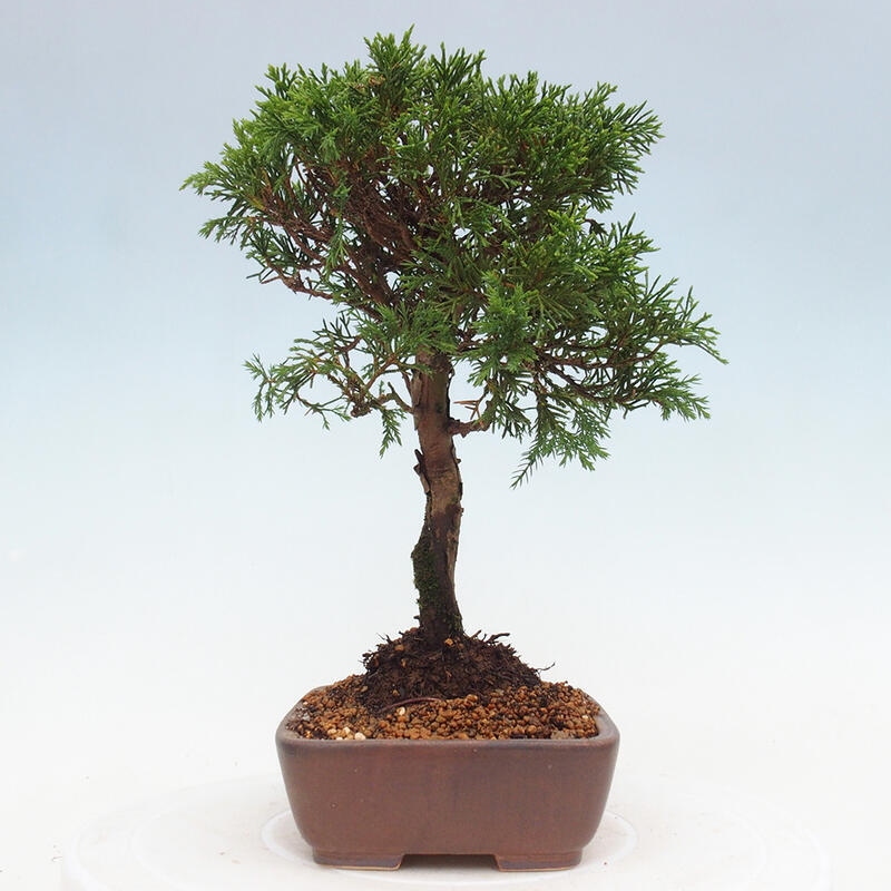 Outdoor bonsai - Juniperus chinensis Itoigawa - Chinese juniper