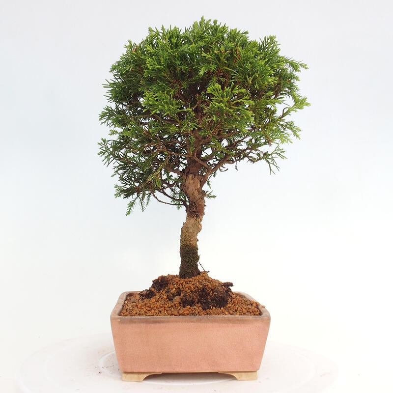 Outdoor bonsai - Juniperus chinensis Itoigawa - Chinese juniper