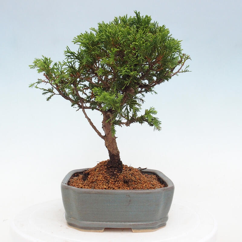 Outdoor bonsai - Juniperus chinensis Itoigawa - Chinese juniper