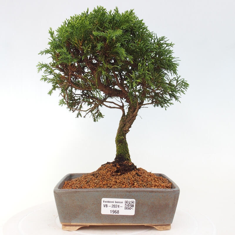 Outdoor bonsai - Juniperus chinensis Itoigawa - Chinese juniper