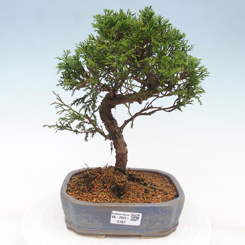 Outdoor bonsai - Juniperus chinensis Itoigawa - Chinese juniper