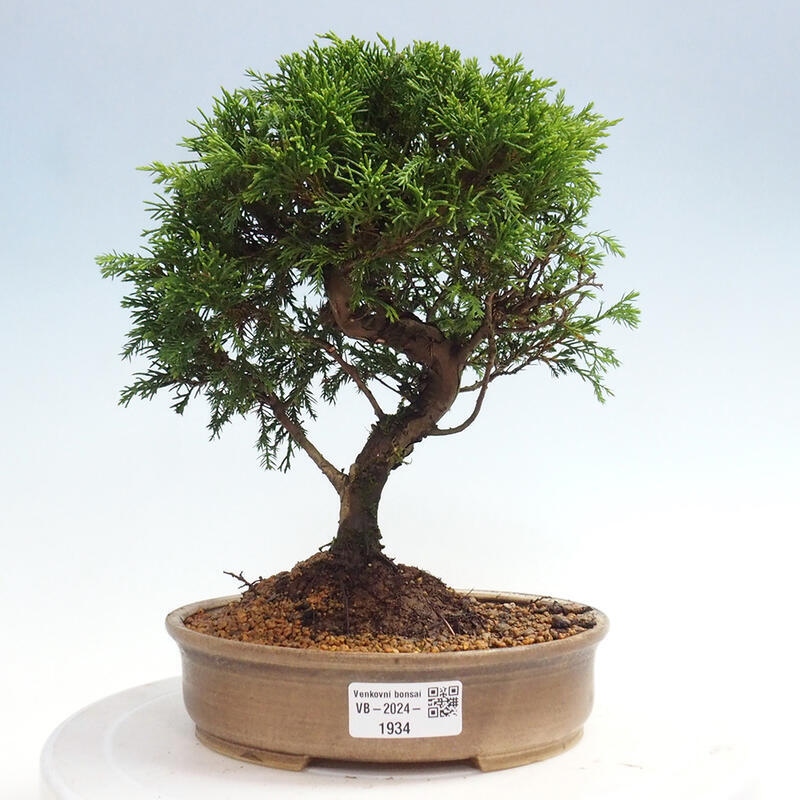 Outdoor bonsai - Juniperus chinensis Itoigawa - Chinese juniper