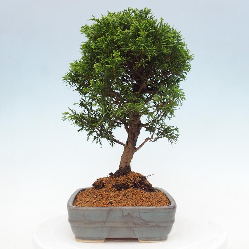 Outdoor bonsai - Juniperus chinensis Itoigawa - Chinese juniper