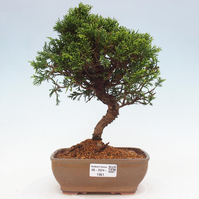 Outdoor bonsai - Juniperus chinensis Itoigawa - Chinese juniper