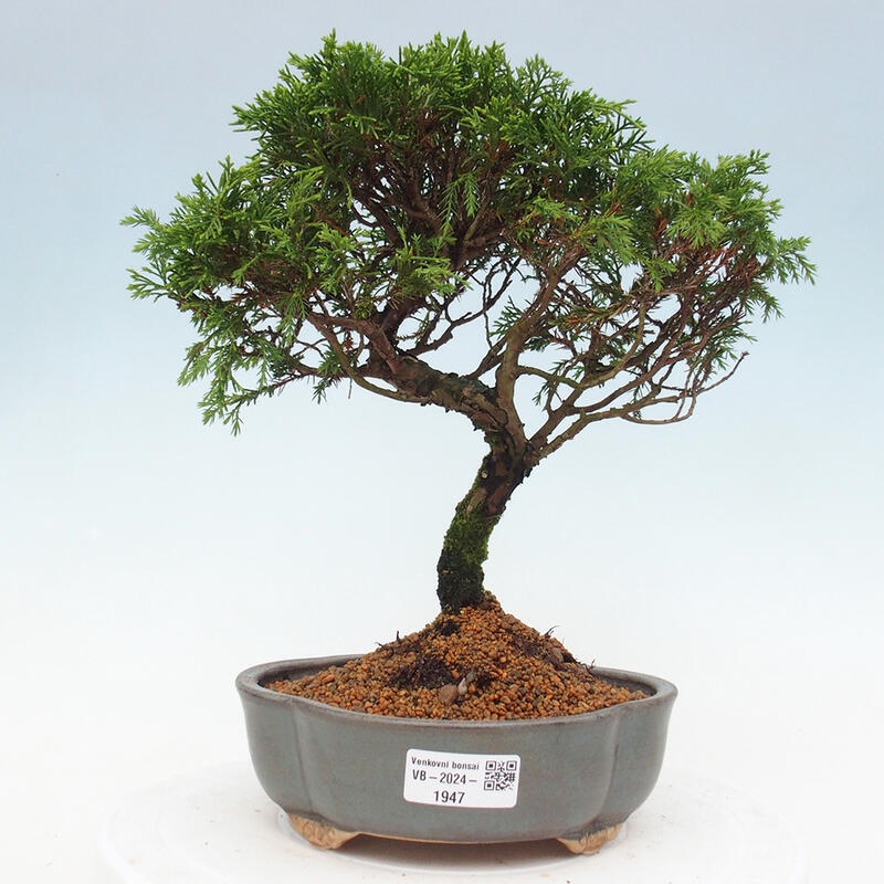 Outdoor bonsai - Juniperus chinensis Itoigawa - Chinese juniper