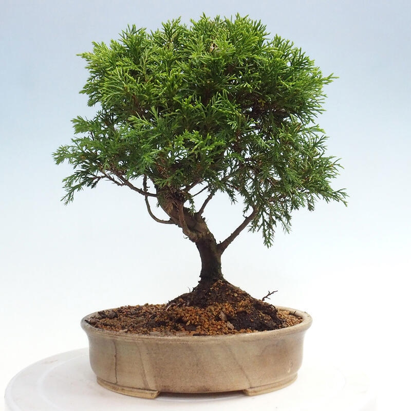 Outdoor bonsai - Juniperus chinensis Itoigawa - Chinese juniper