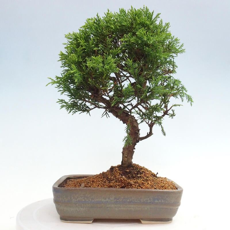 Outdoor bonsai - Juniperus chinensis Itoigawa - Chinese juniper