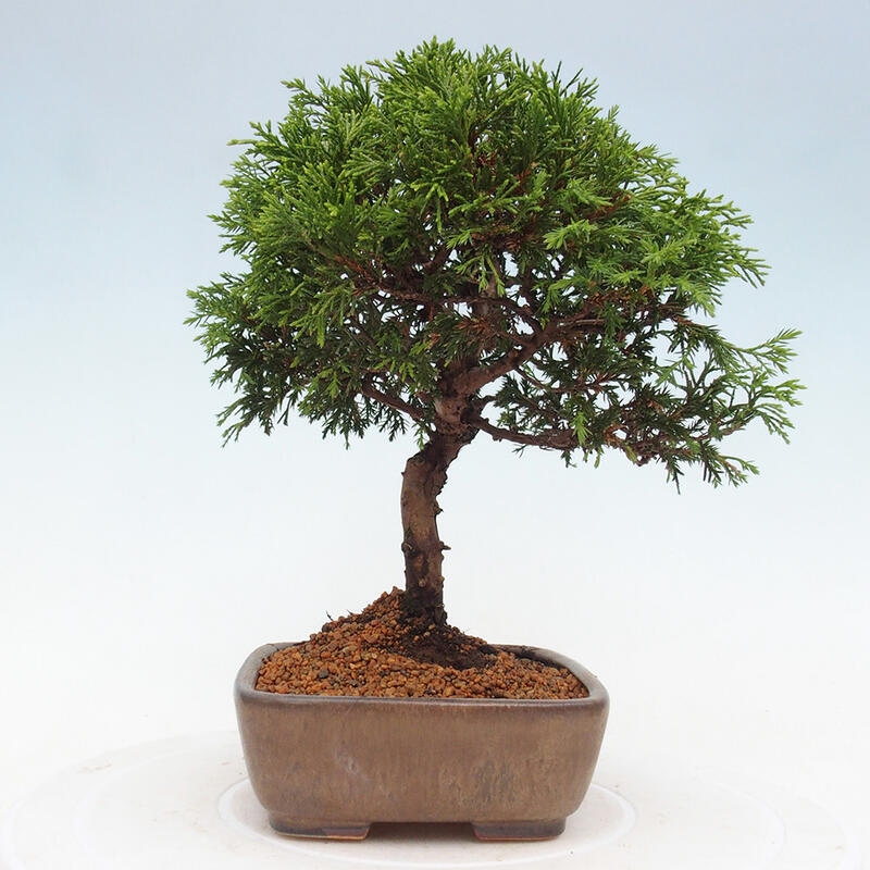 Outdoor bonsai - Juniperus chinensis Itoigawa - Chinese juniper