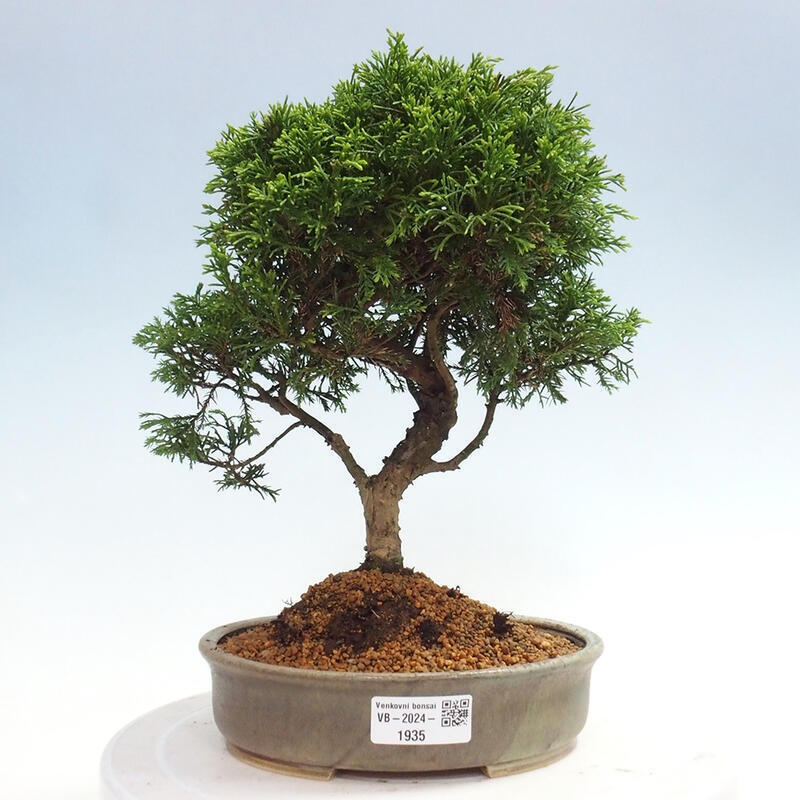 Outdoor bonsai - Juniperus chinensis Itoigawa - Chinese juniper