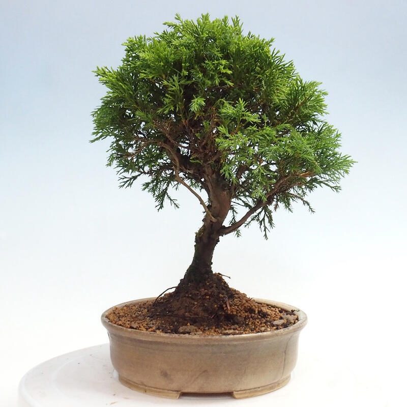 Outdoor bonsai - Juniperus chinensis Itoigawa - Chinese juniper