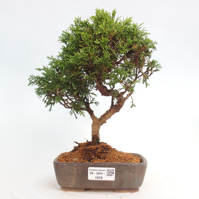 Outdoor bonsai - Juniperus chinensis Itoigawa - Chinese juniper