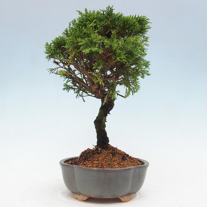 Outdoor bonsai - Juniperus chinensis Itoigawa - Chinese juniper