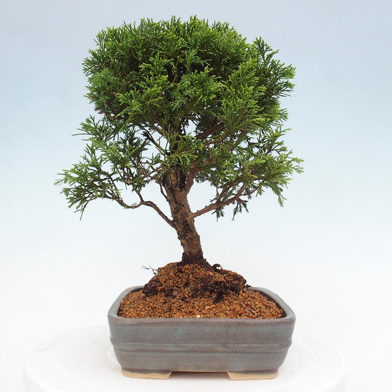 Outdoor bonsai - Juniperus chinensis Itoigawa - Chinese juniper